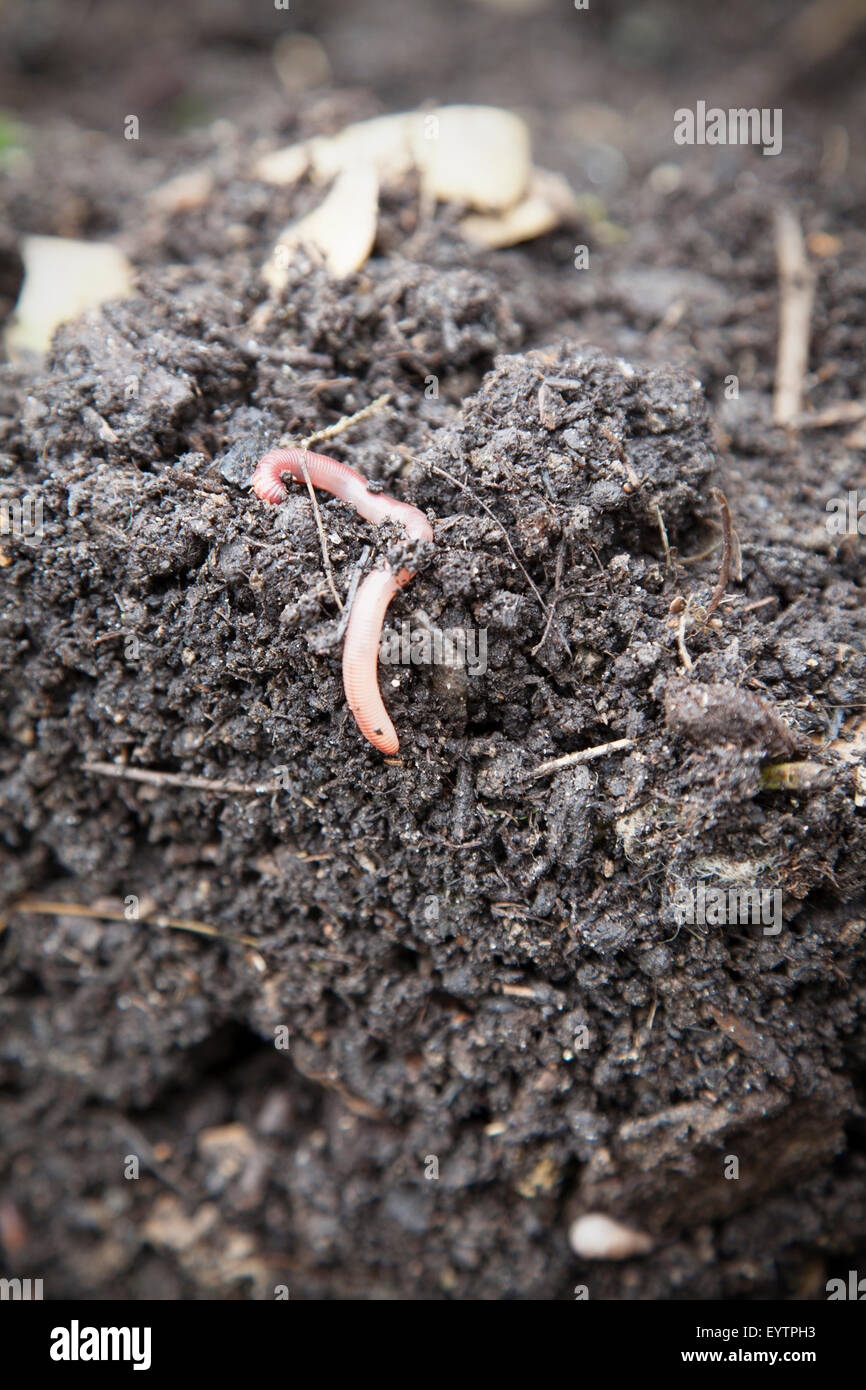 Earthworms in the compost Stock Photo