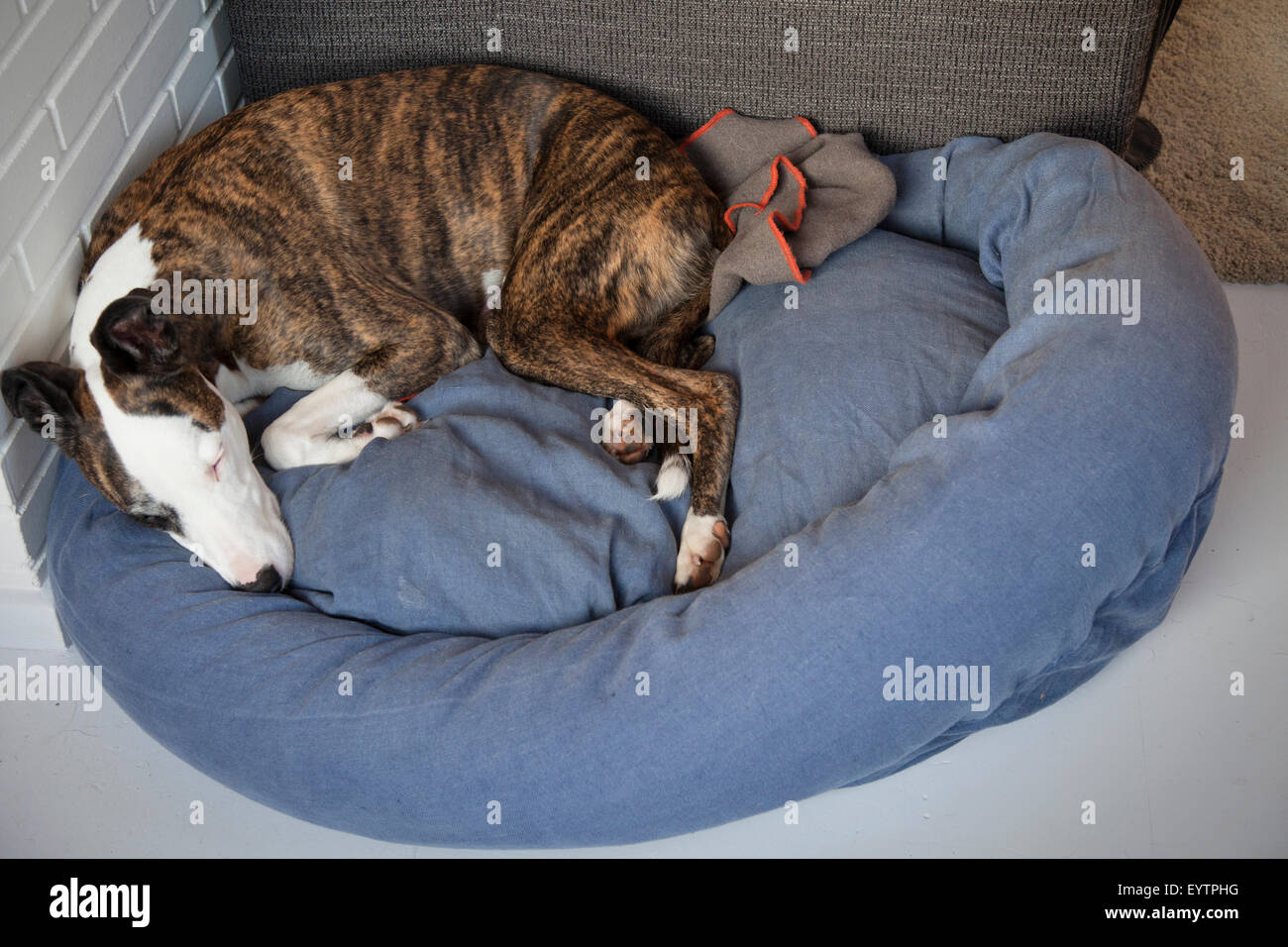 Dog sleeping in his dog bed Stock Photo - Alamy
