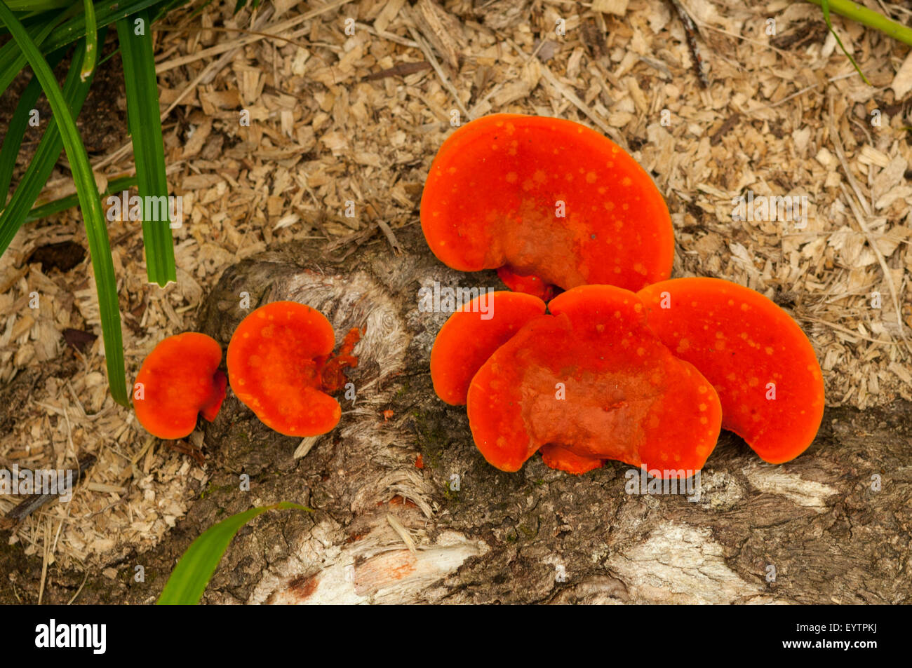 Pycnoporus coccineus, Scarlet Bracket Fungus, Botanical Gardens, Rio de Janeiro, Brazil Stock Photo