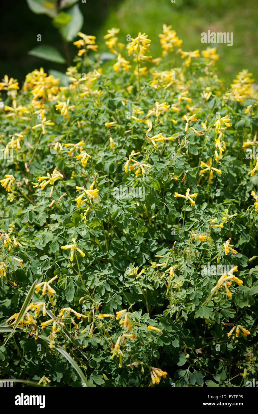 Pseudofumaria lutea, yellow lark's spur Stock Photo