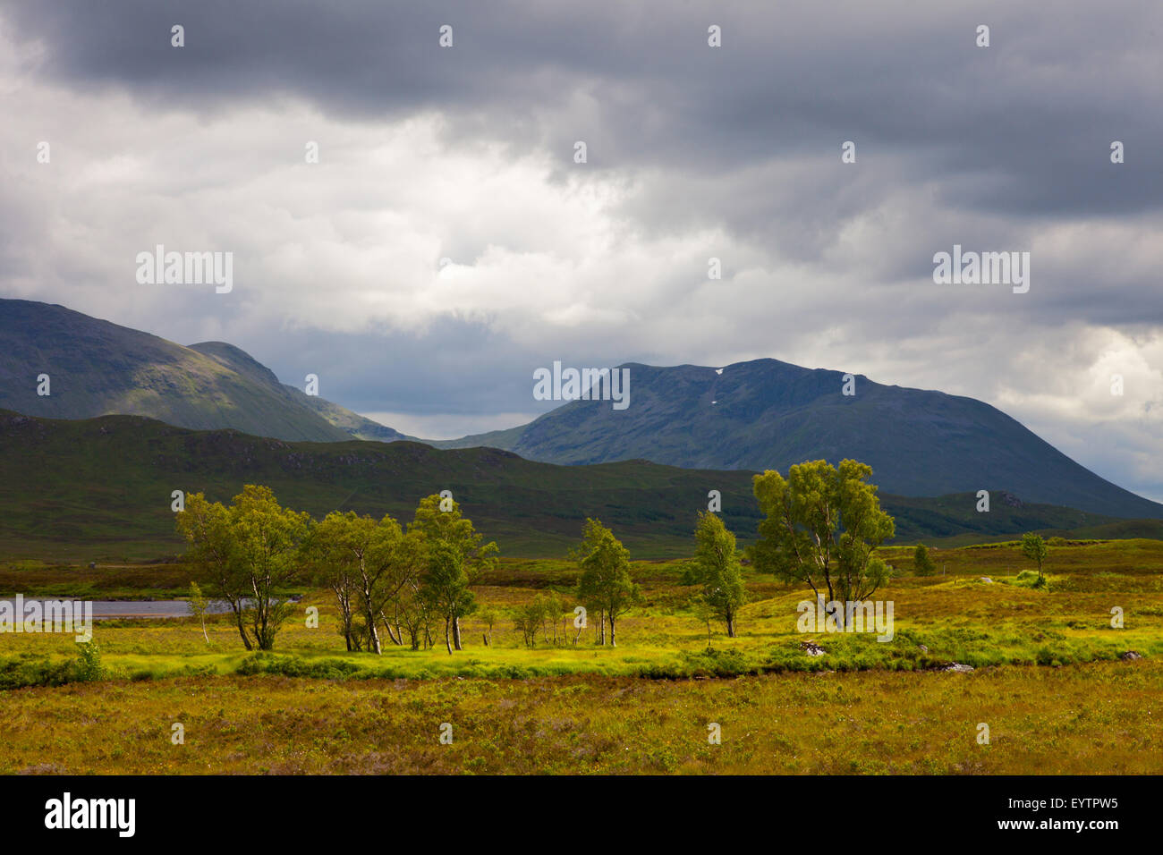 Trees, light, Rannoch moor, mountains, Meall Buidhe, highlands, summer, Scotland Stock Photo