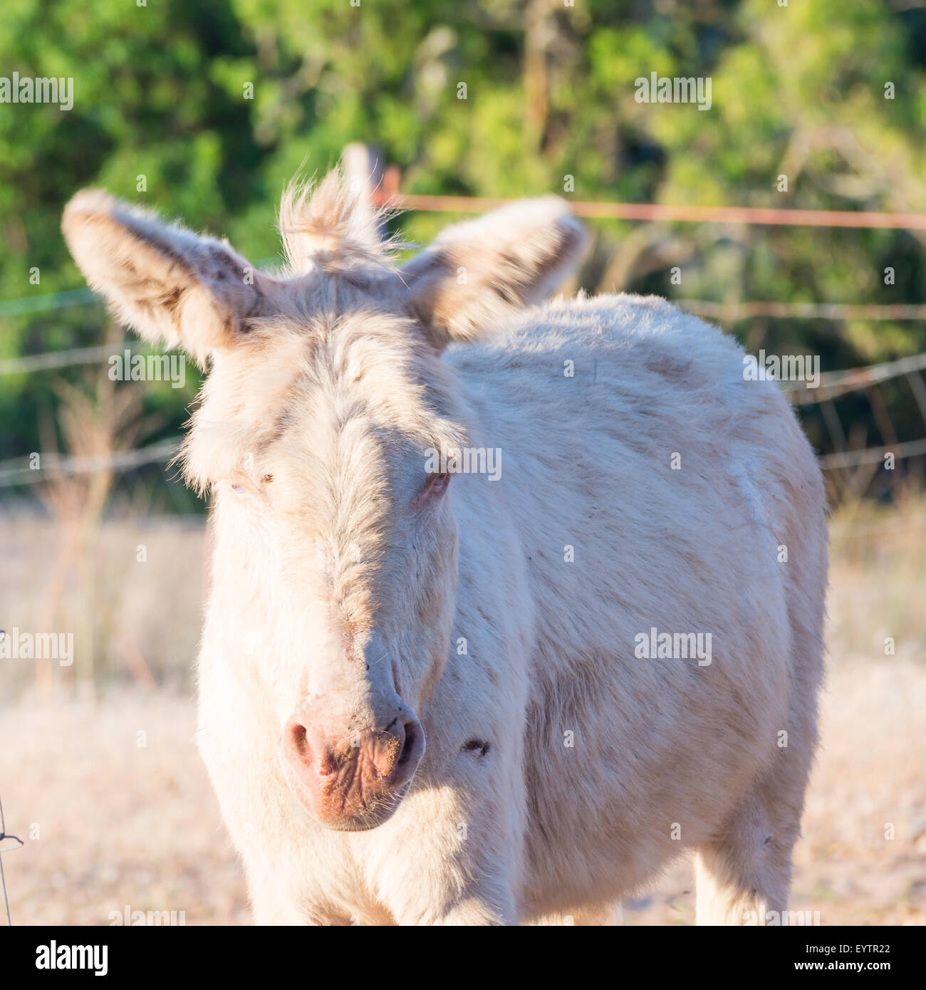 Sardinian donkey albino. One specimen of Sardinian donkey  albino Stock Photo