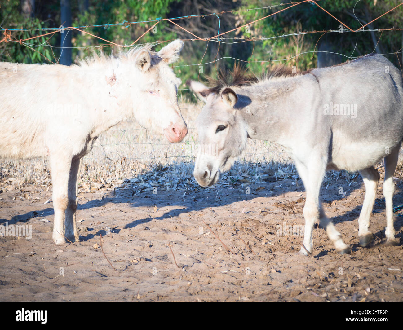 Sardinian donkey albino. Two specimens of Sardinian donkey of one albino Stock Photo