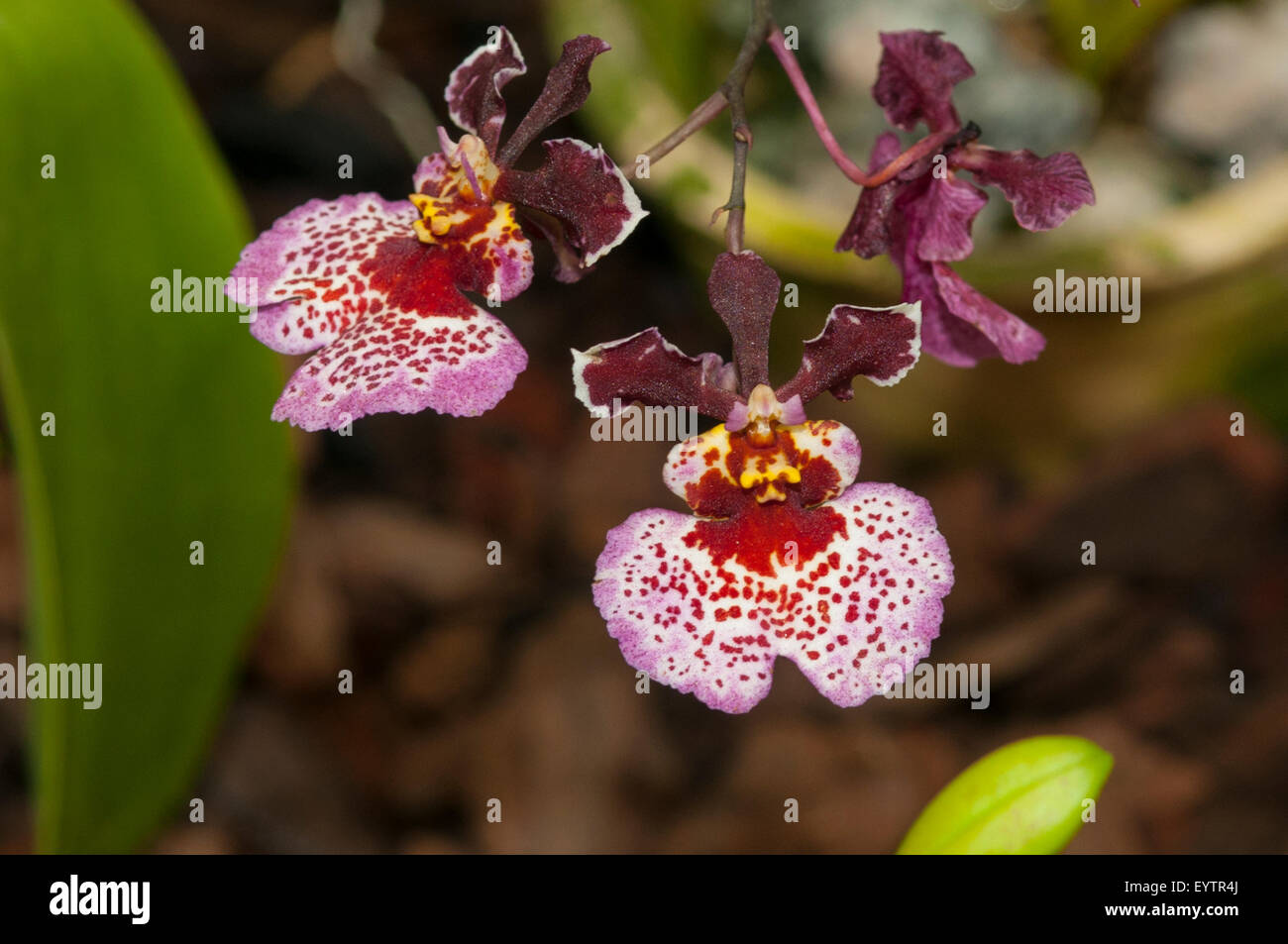 Tolumnia Jairak Rainbow Hybrid Orchid, Botanical Gardens, Rio de Janeiro, Brazil Stock Photo