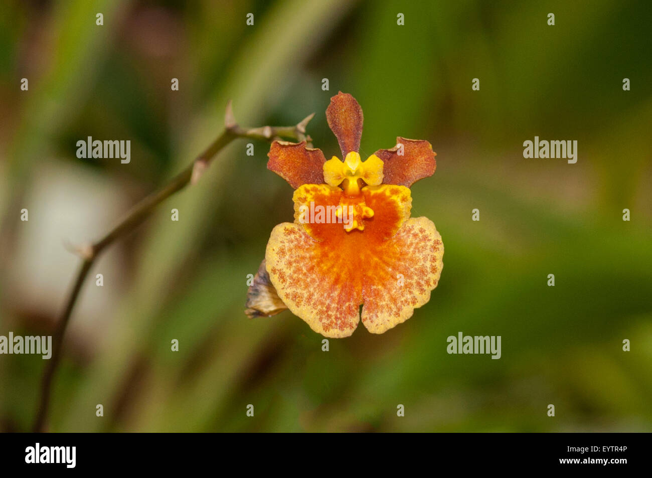 Tolumnia Golden Sunset Orchid, Botanical Gardens, Rio de Janeiro, Brazil Stock Photo
