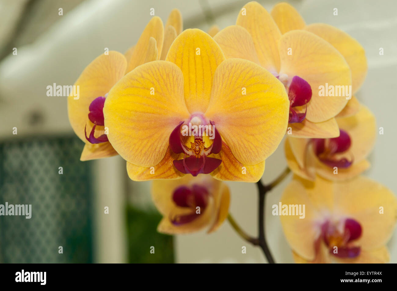 Phalaenopsis Hybrid Yellow Orchid, Botanical Gardens, Rio de Janeiro, Brazil Stock Photo