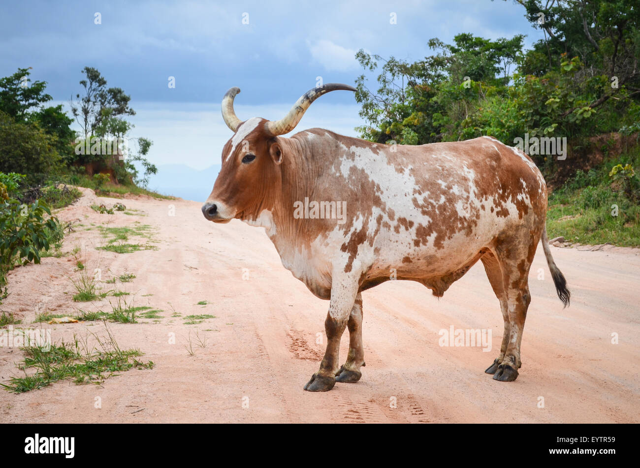 Cow with horns on a dirt road in Angola Stock Photo