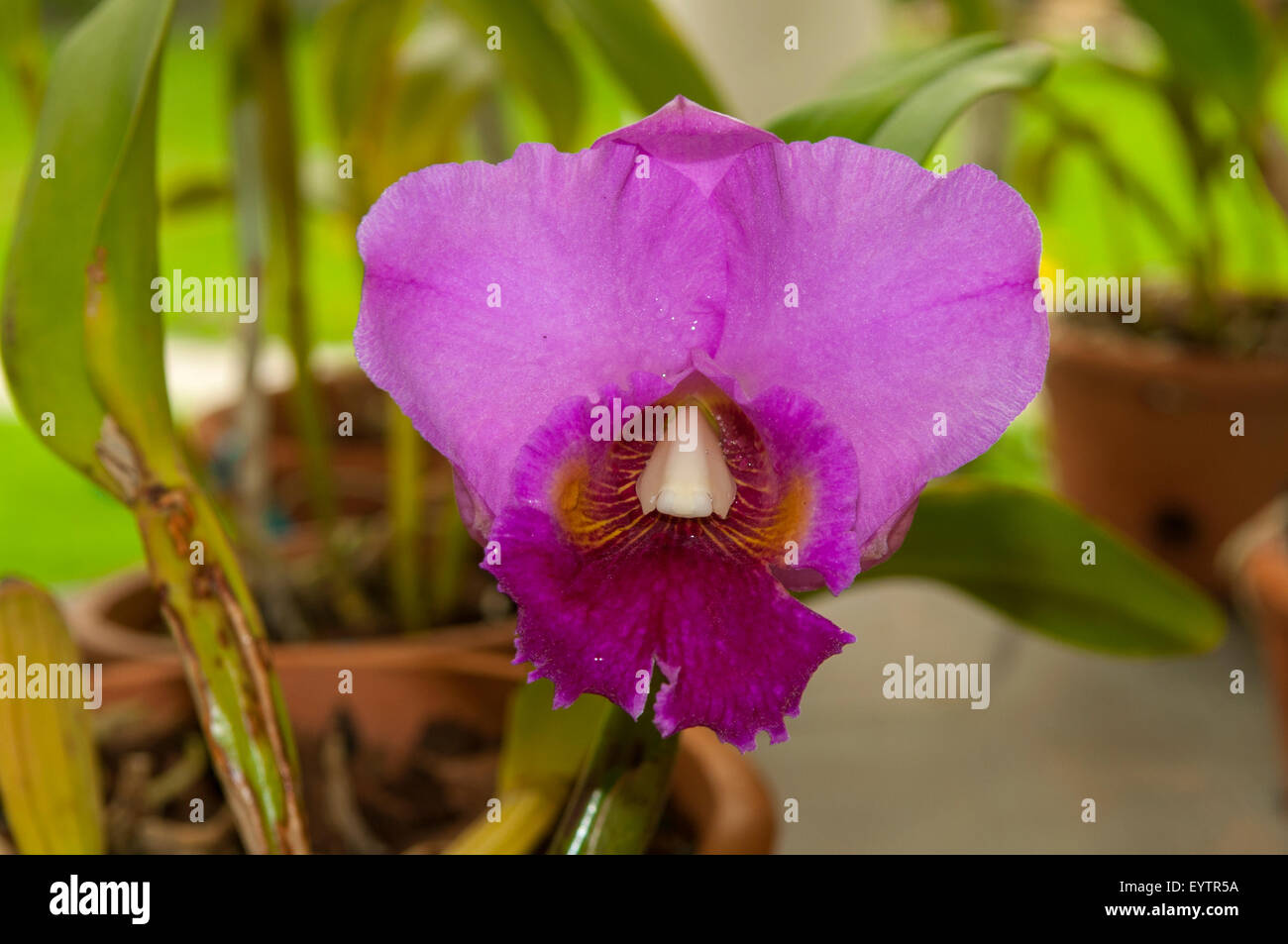 Cattleya Hybrid Purple Orchid, Botanical Gardens, Rio de Janeiro, Brazil Stock Photo