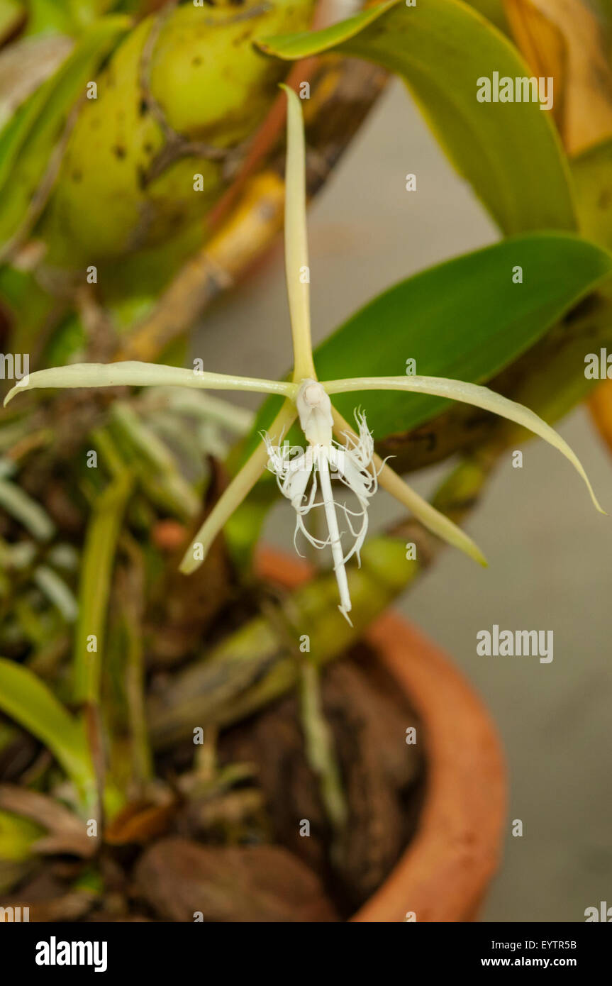 Habenaria radiata, White Egret Orchid, Botanical Gardens, Rio de Janeiro, Brazil Stock Photo