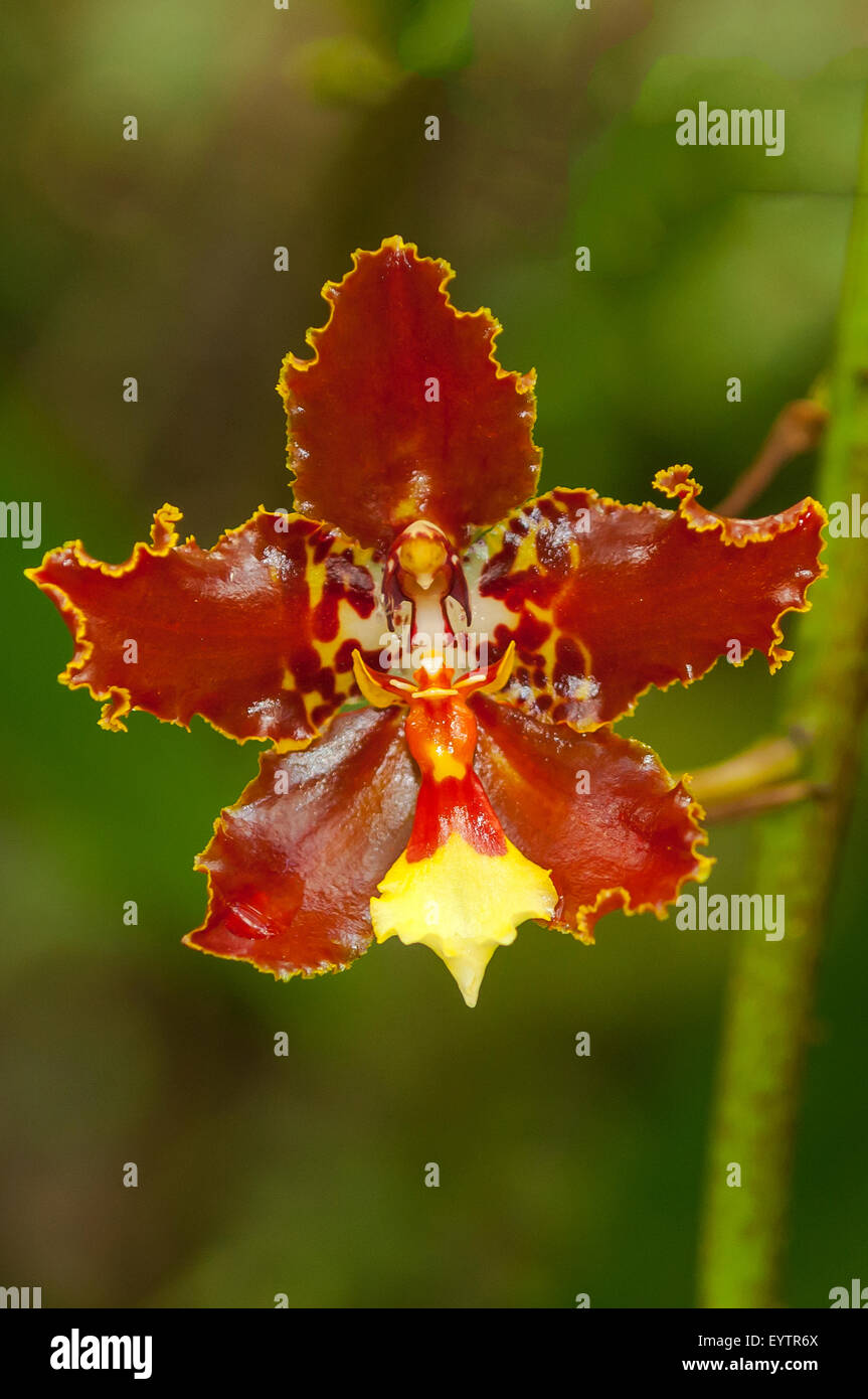 Otoglossum weberbauerianum Orchid, Aguas Calientes, Peru Stock Photo