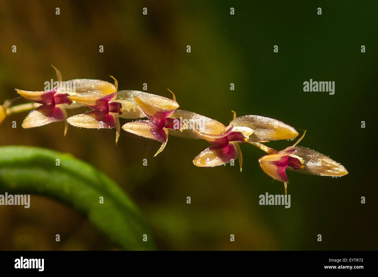 Pleurothallis loranthophylla Orchid at Aguas Calientes, Peru Stock Photo