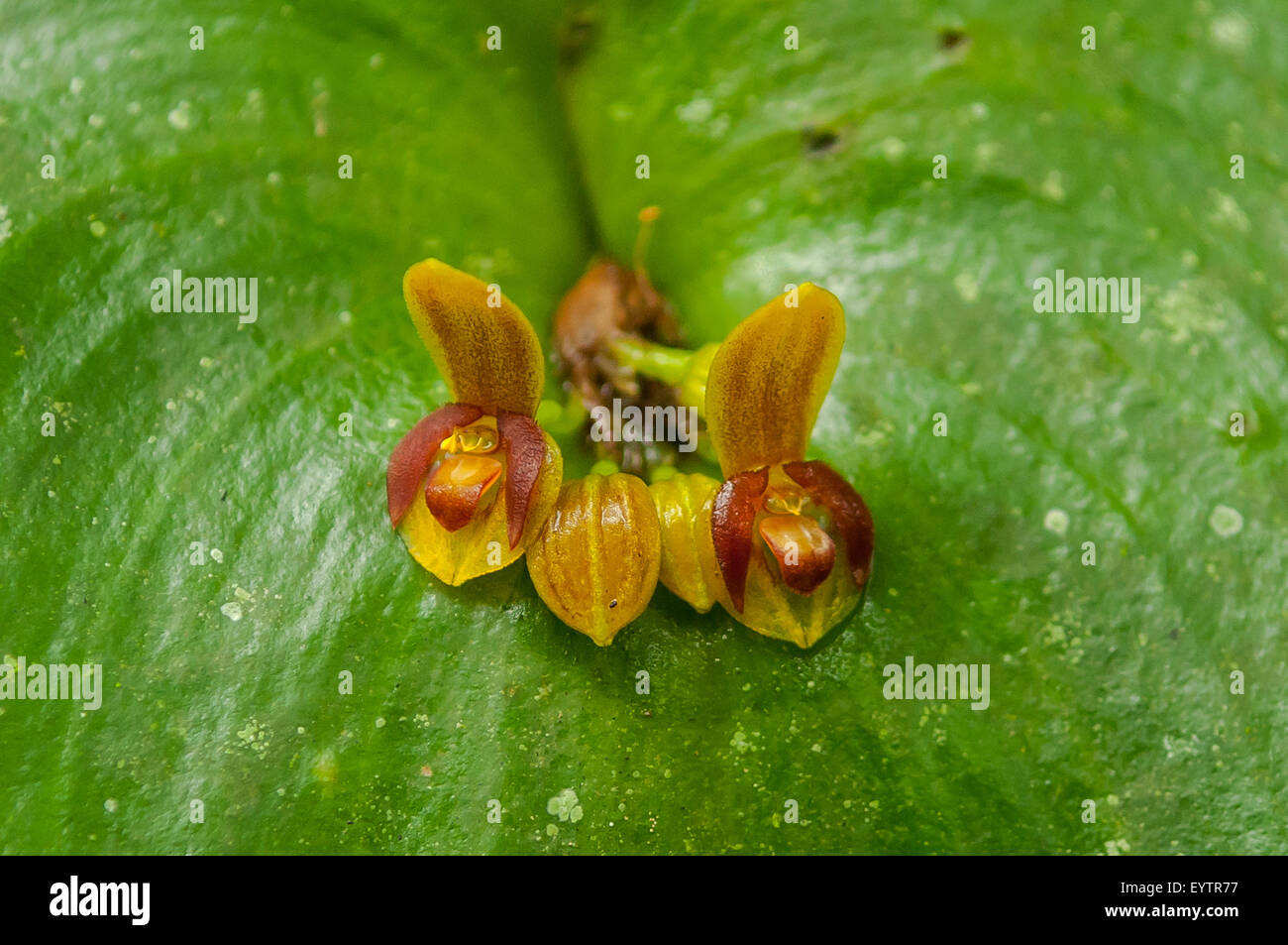 Pleurothallis bulbosa Orchid at Aguas Calientes, Peru Stock Photo