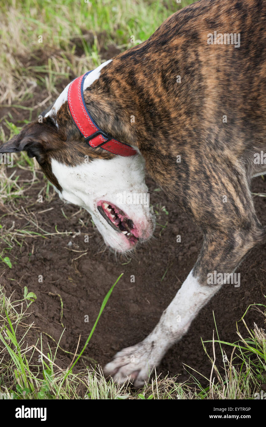 Galgo hybrid dog digs a hole with hispaws Stock Photo Alamy
