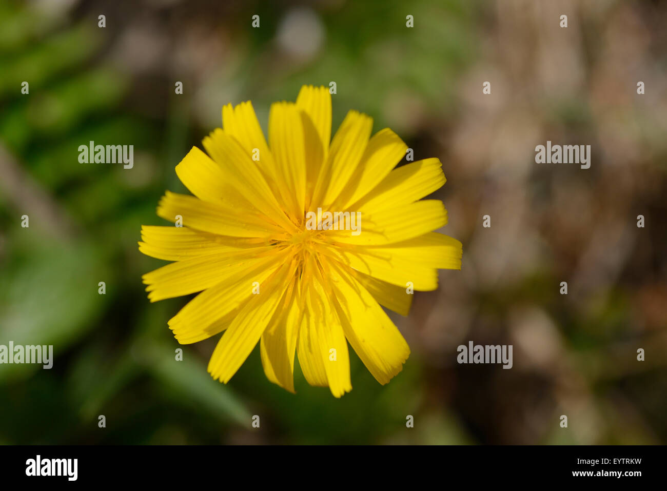 ox-eye, Buphthalmum salicifolium, blossom, blooming Stock Photo