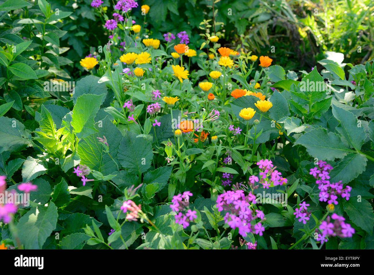 Flowerbed, Common Marigold, Calendula officinalis, Doldige loop flower, Iberis umbellata, blossom, blooming Stock Photo