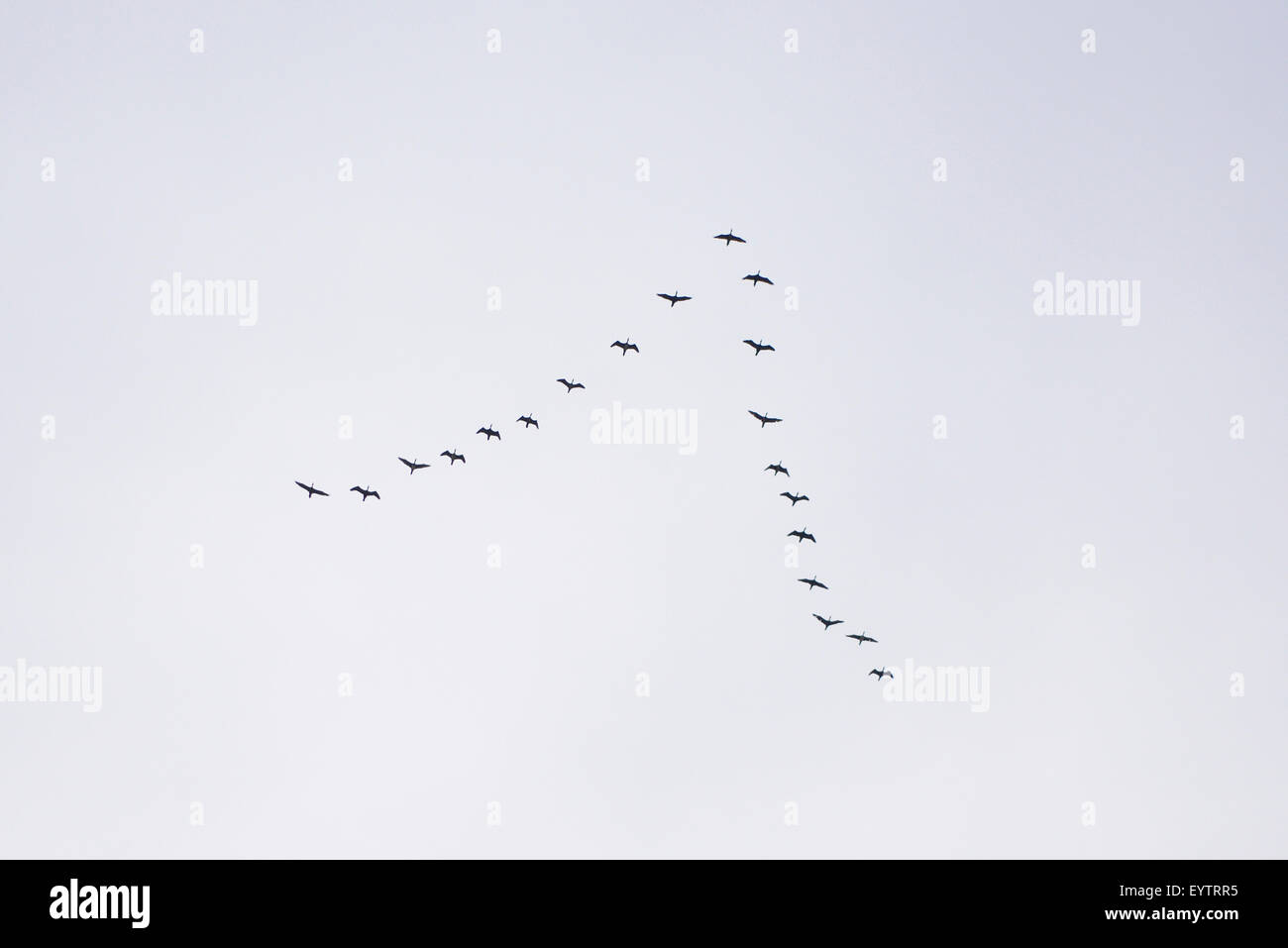 Cormorants, Phalacrocorax carbo, sky, formation, flying Stock Photo