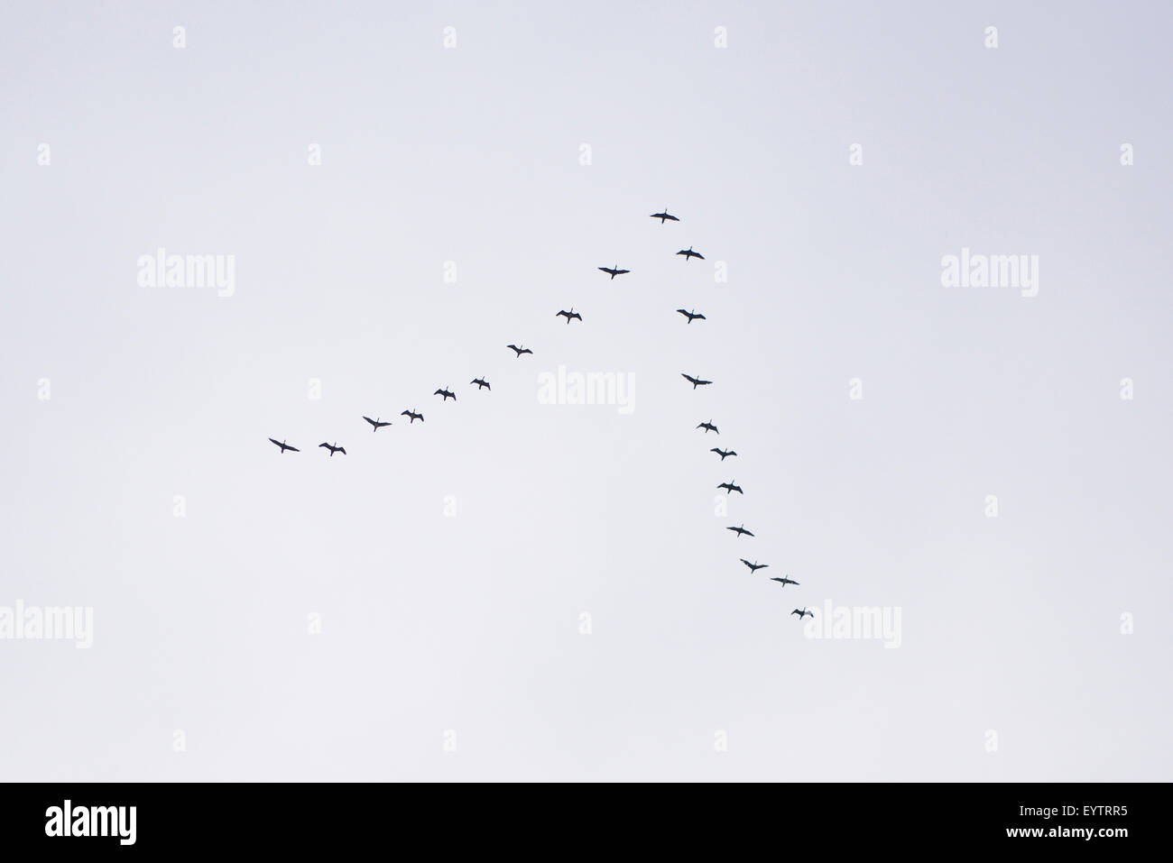 Cormorants, Phalacrocorax carbo, sky, formation, flying Stock Photo Alamy