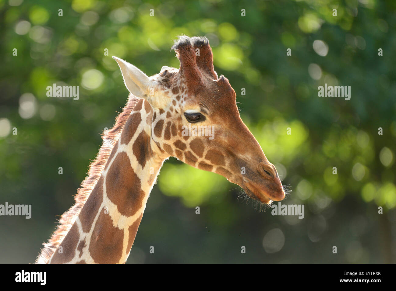 reticulated giraffe (somali giraffe), Giraffa camelopardalis reticulata, portrait, side view Stock Photo