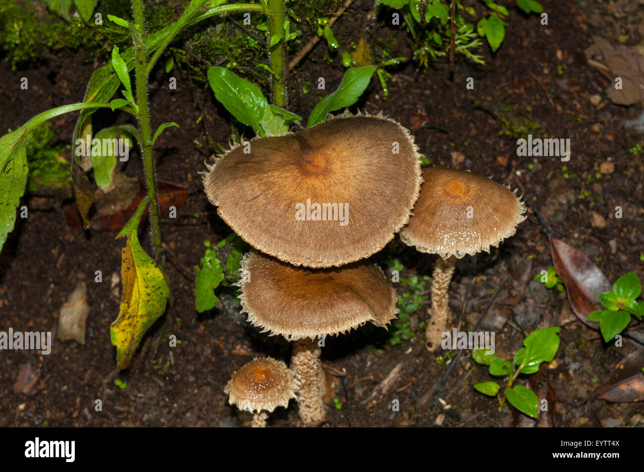 Lepiota clypeolaria Fungus, Monteverde Cloud Forest, Costa Rica Stock Photo