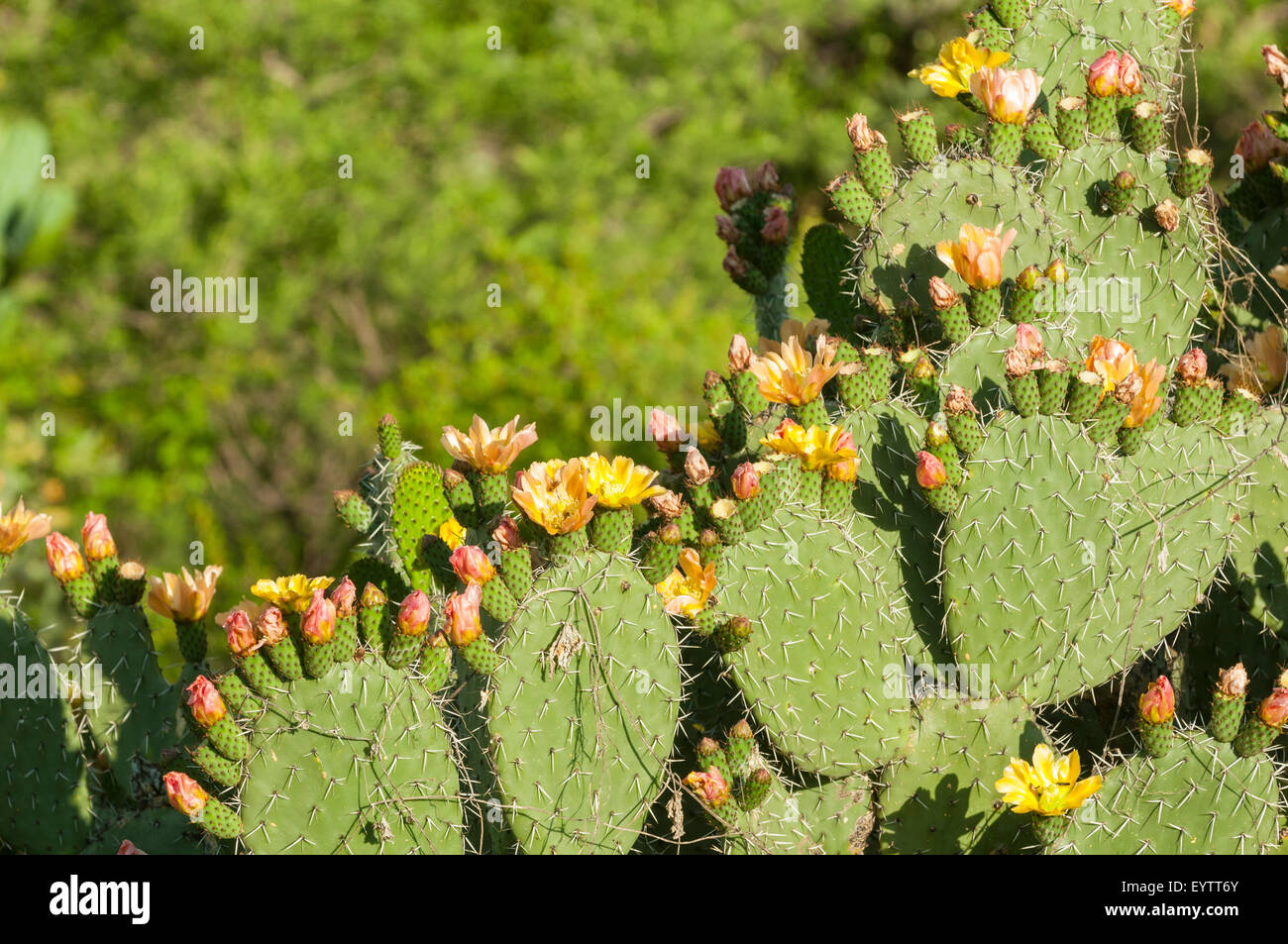 Opuntia ficus-indica, Prickly Pear in San Miguel de Allende, Mexico Stock Photo