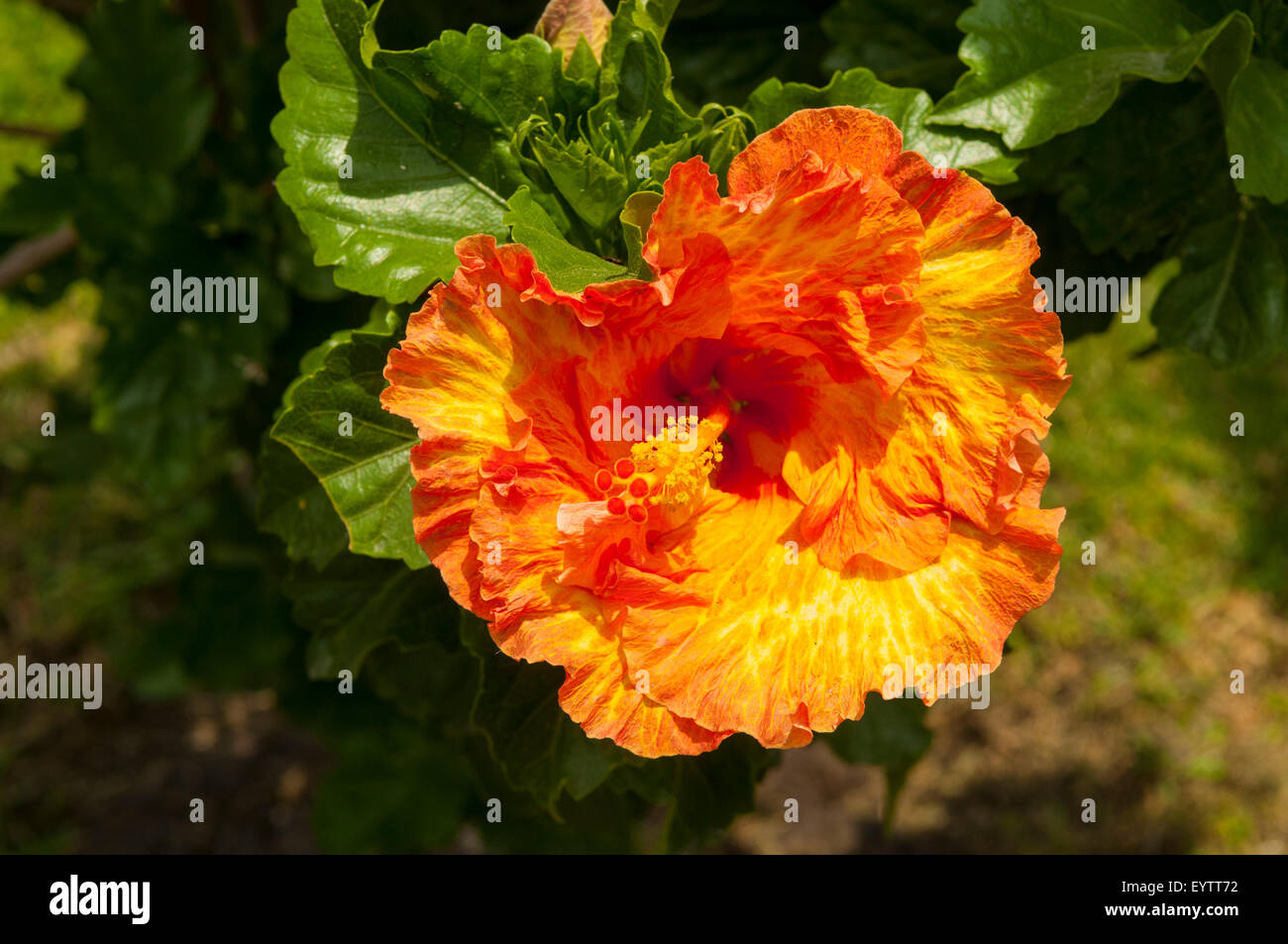 Hibiscus rosa sinensis hi-res stock photography and images - Alamy