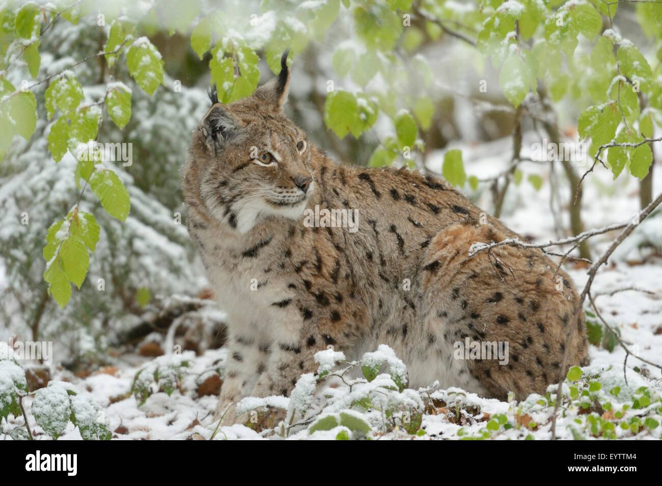 Eurasian lynx, Lynx lynx, side view, sit Stock Photo - Alamy