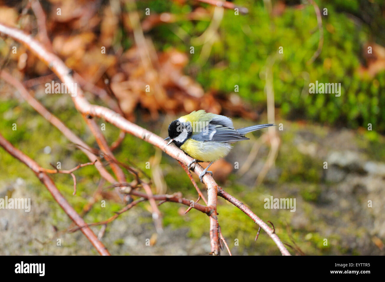 Great tit, Parus major, branch, side view, sitting Stock Photo - Alamy