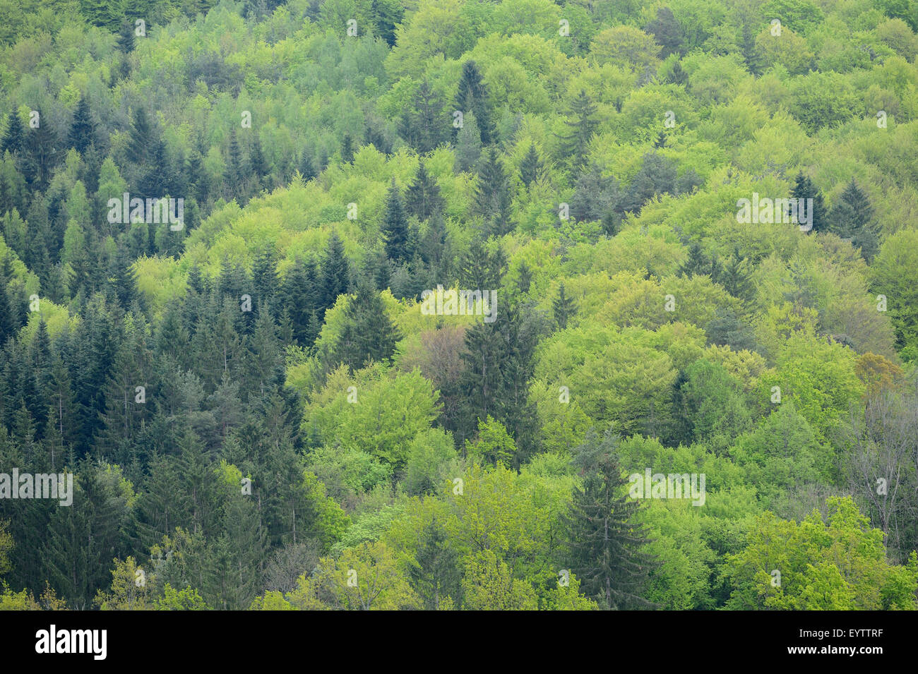 Scenery, mixed forest, bird eye view, spring Stock Photo