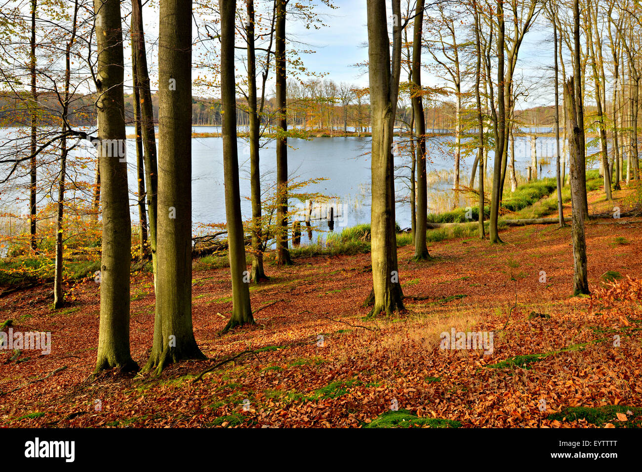 Germany, Mecklenburg-Western Pomerania, Mecklenburg-Vorpommern, Müritz National Park, branch Serrahn, autumn in the Schweingartensee (lake) Stock Photo