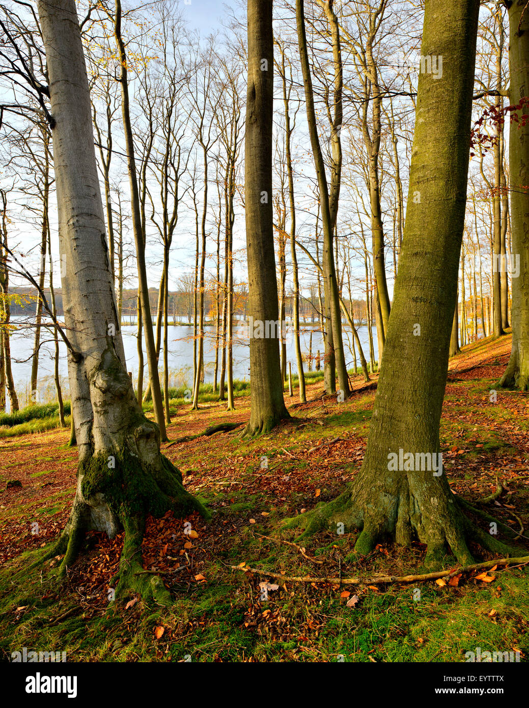 Germany, Mecklenburg-Western Pomerania, Mecklenburg-Vorpommern, Müritz National Park, branch Serrahn, autumn in the Schweingartensee (lake) Stock Photo