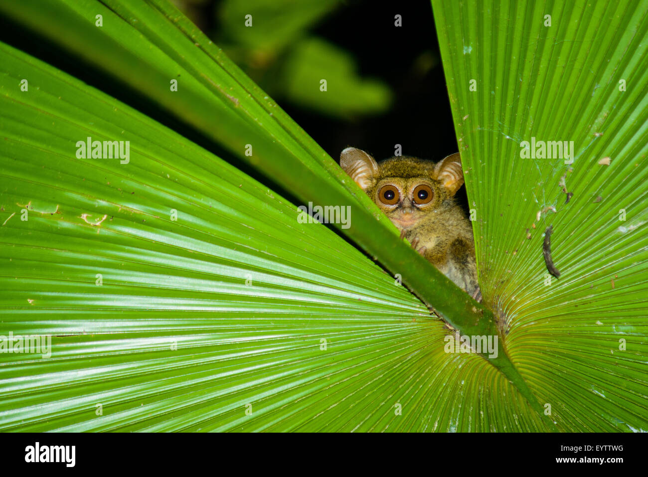 A tarsius from north sulawesi peekaboo from the gap of a palm leaf at night Stock Photo