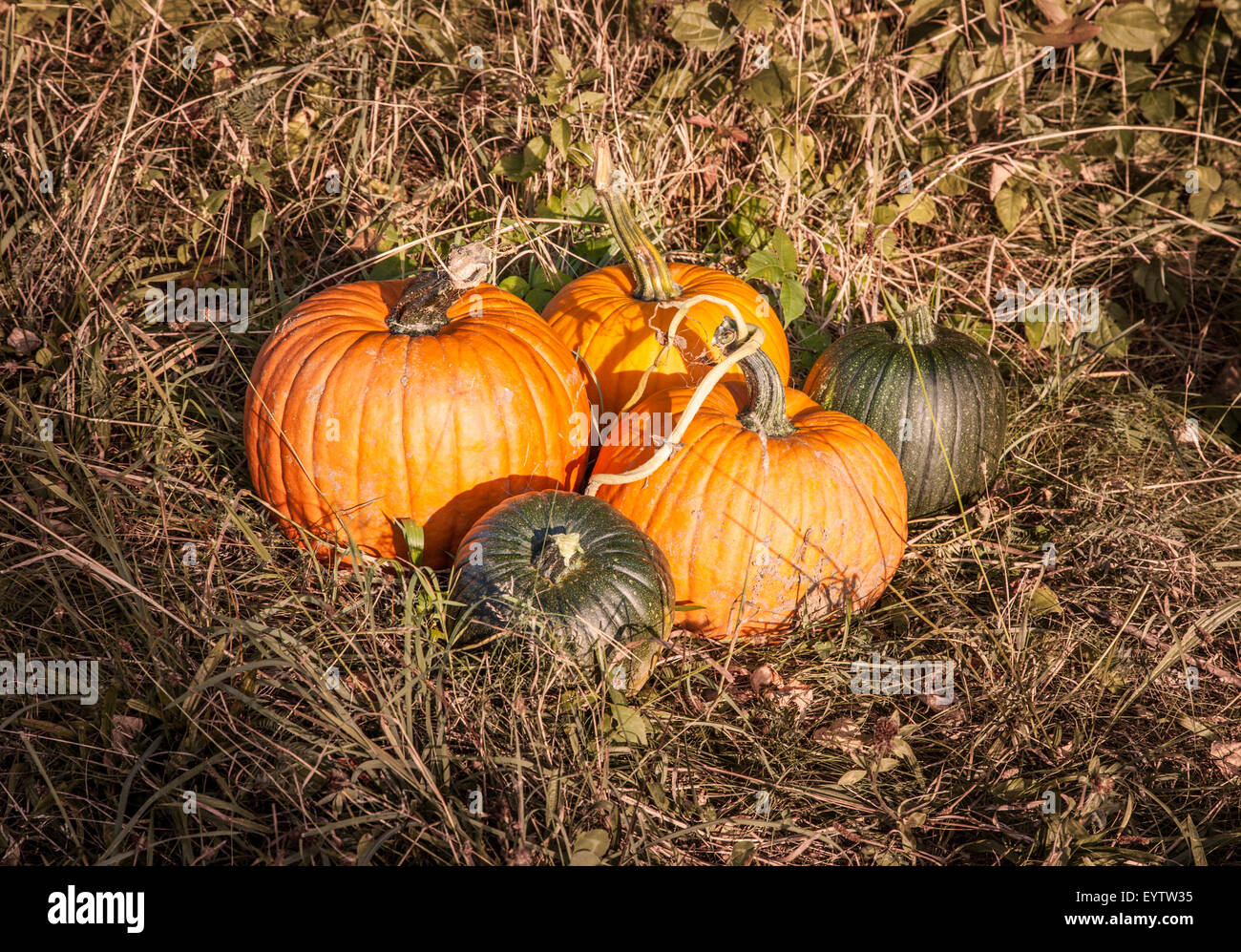 Group of freshly grown pumpkins at an organic farm Stock Photo - Alamy