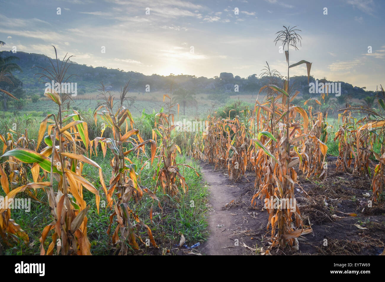 Corn (maize) fields in the Cuanza Sul province of Angola at sunrise Stock Photo