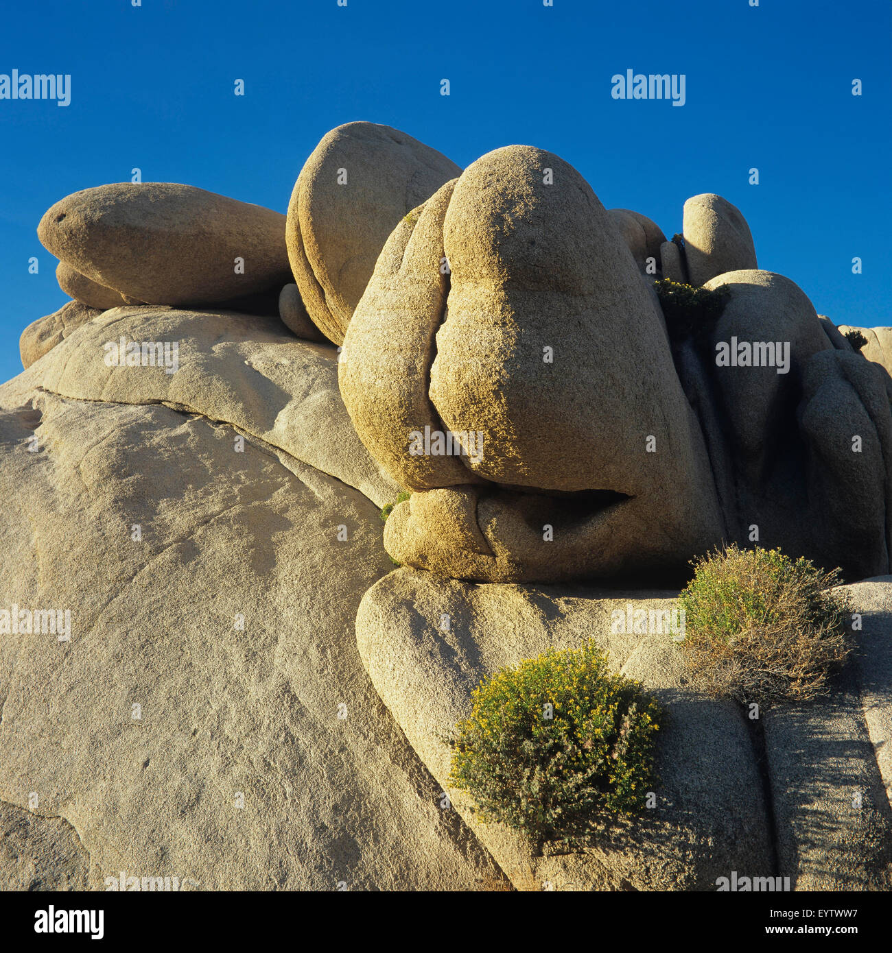 Joshua tree sculptures hires stock photography and images Alamy
