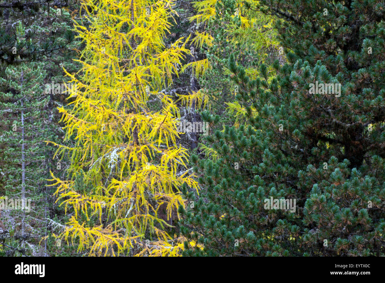 Coniferous forest in autumn Stock Photo Alamy