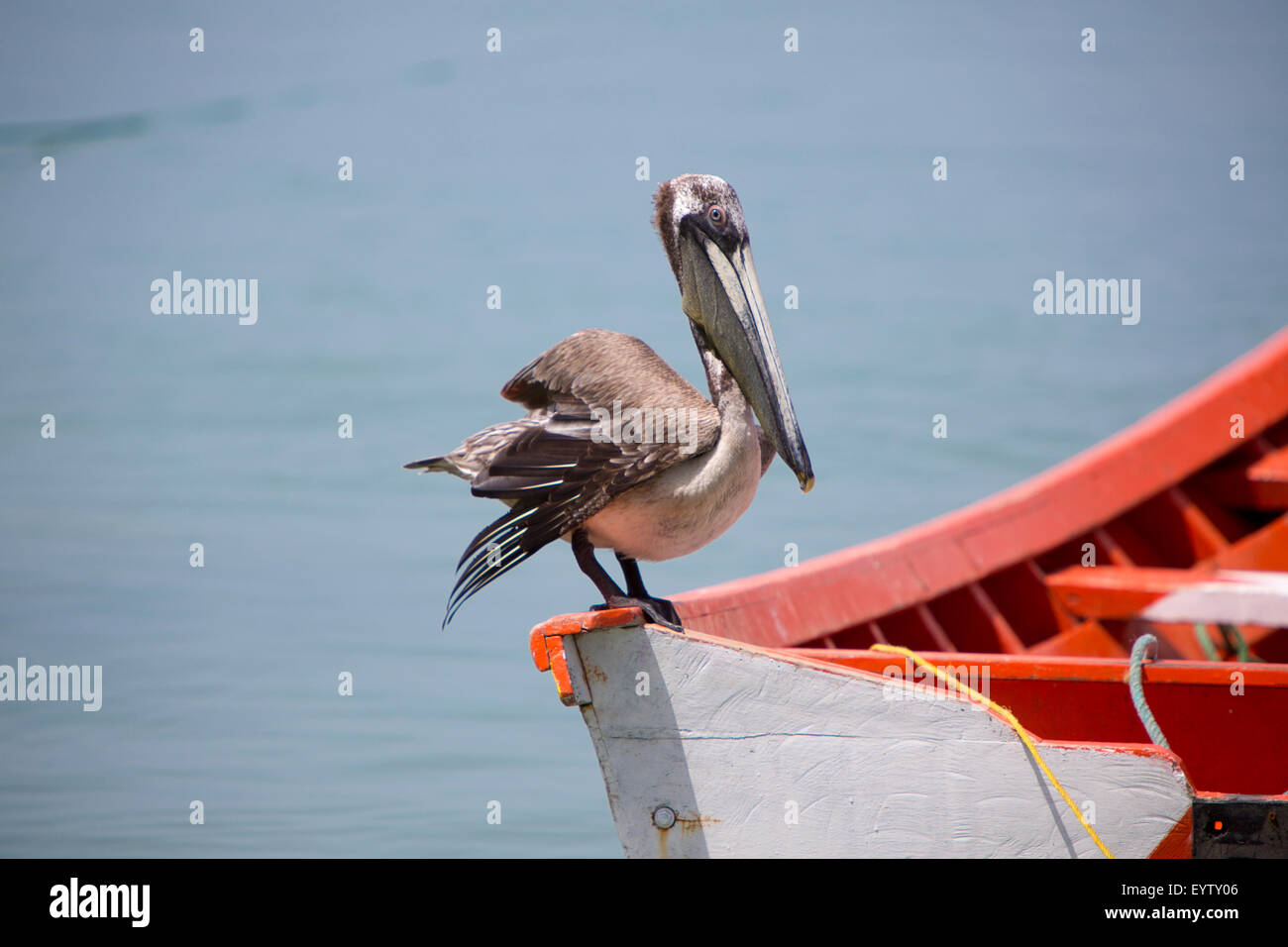 Pelican standing on a fisher boat in the bay of Pampatar. Isla Margarita is the largest island in the state of Nueva Esparta. Stock Photo