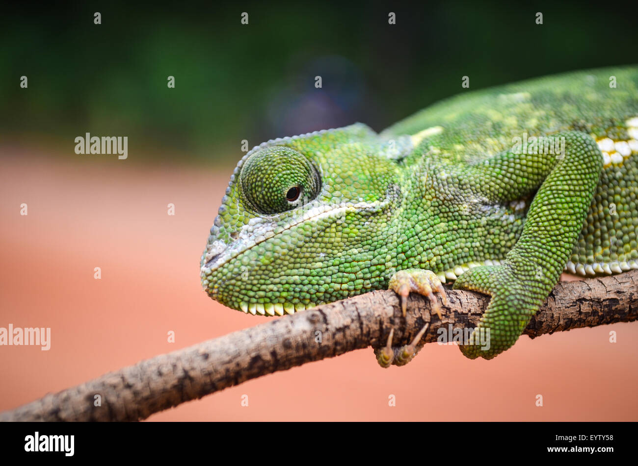Chameleon looking down/backwards on a branch, holding it tight Stock Photo