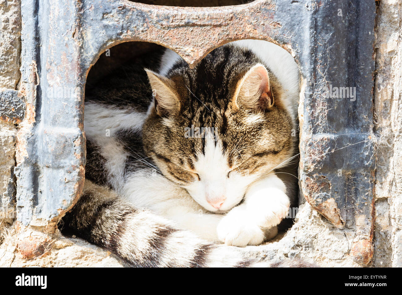 Cat curled up asleep inside 19th century iron shoe scraper, mounted in