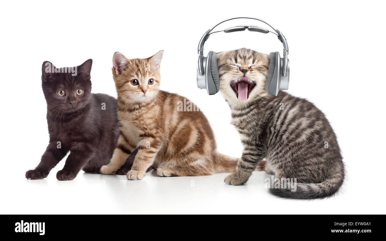 Two kittens and little cat listening to music in headphones Stock Photo