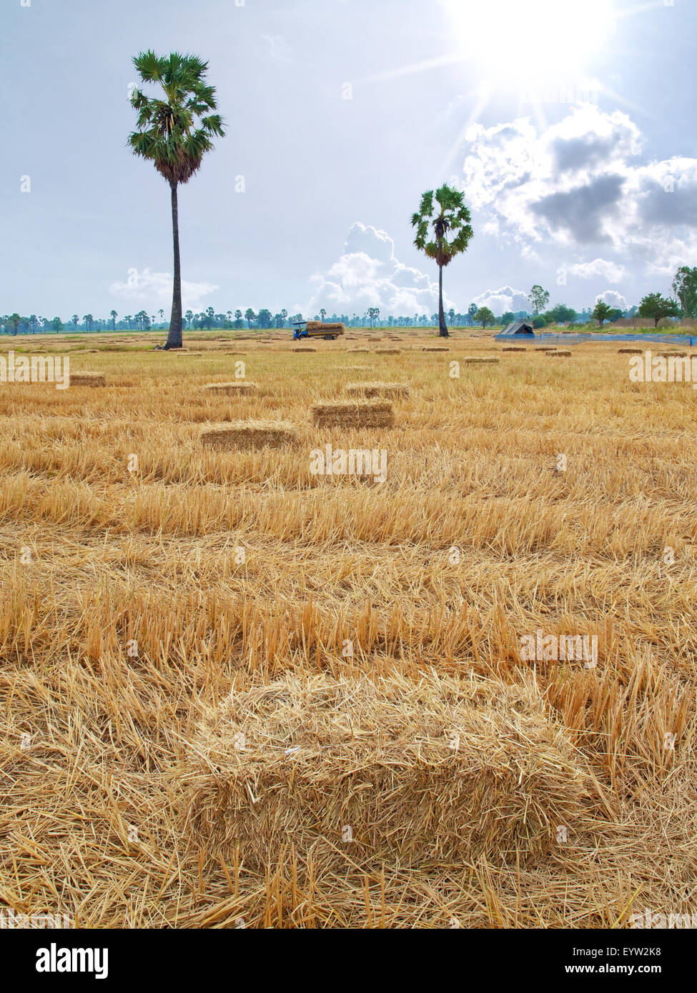 Rice field after harvest with rice straw bales Stock Photo