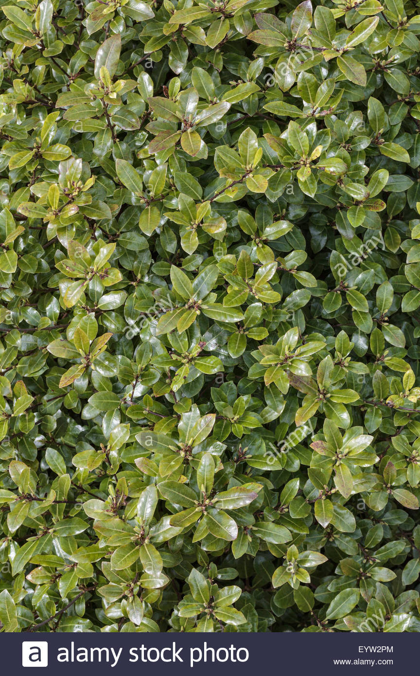 Future Plants By Randy Stewart Pittosporum