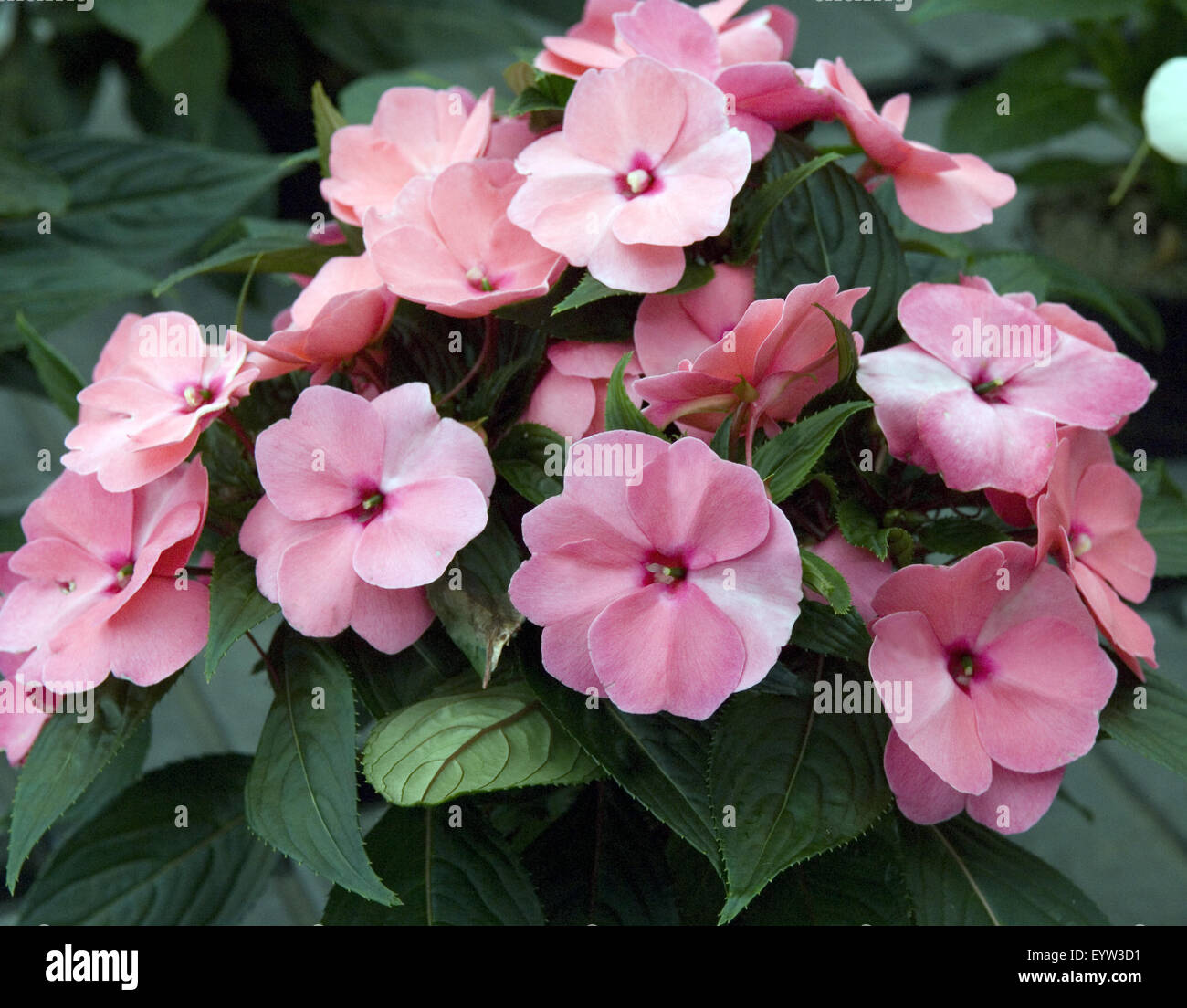 Fleissiges Lieschen; Impatiens balsamina Stock Photo