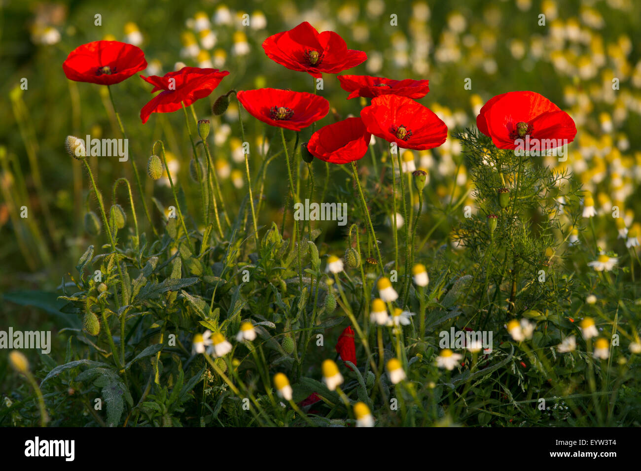 Poppy field. Stock Photo