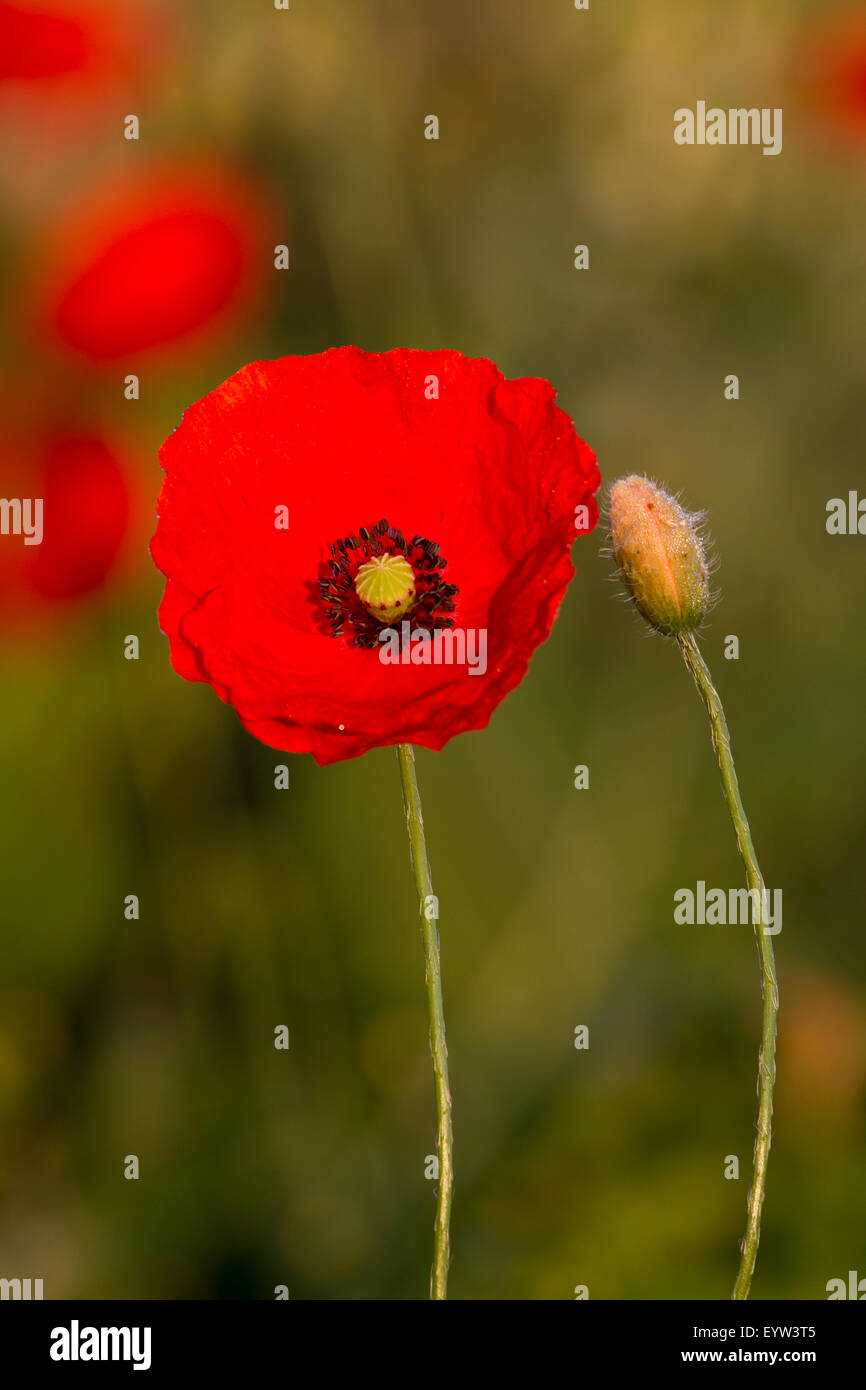 Poppy field. Stock Photo