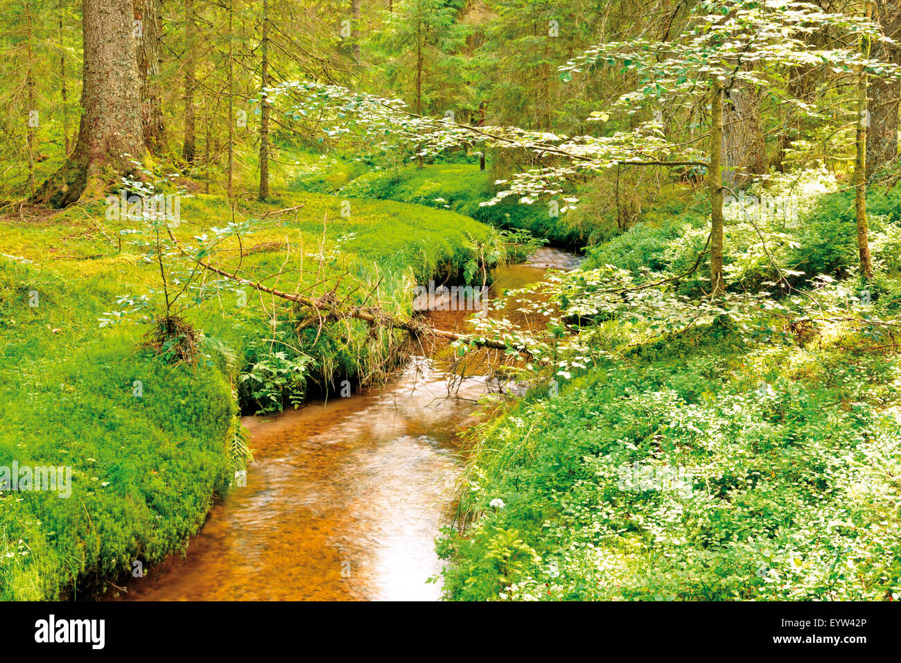 Germany, Black Forest: Forest creek running through the 'Zauberwald' in Bernau Stock Photo