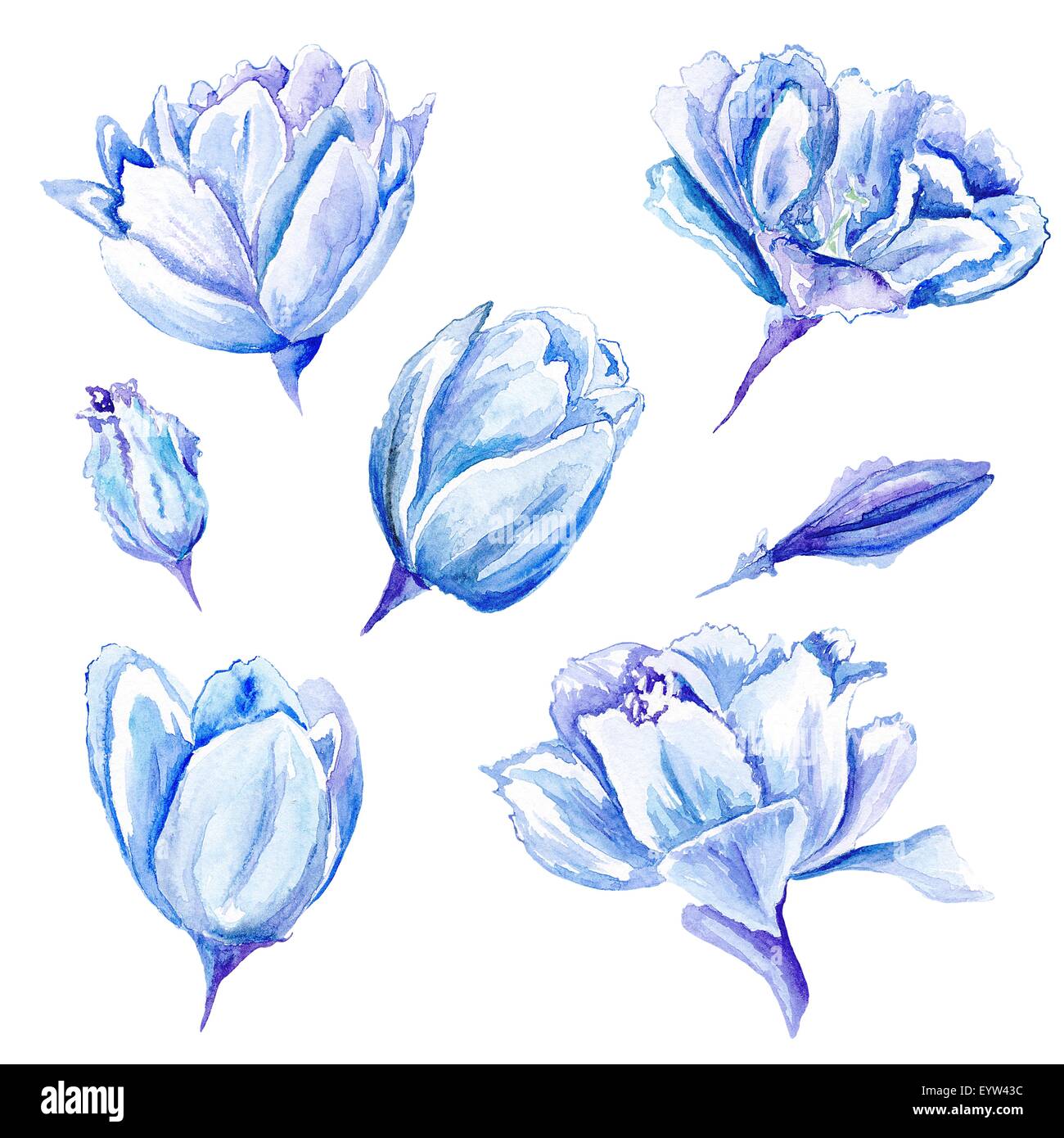 Tender soft indigo colored flowers isolated on white background for card, event design Stock Photo