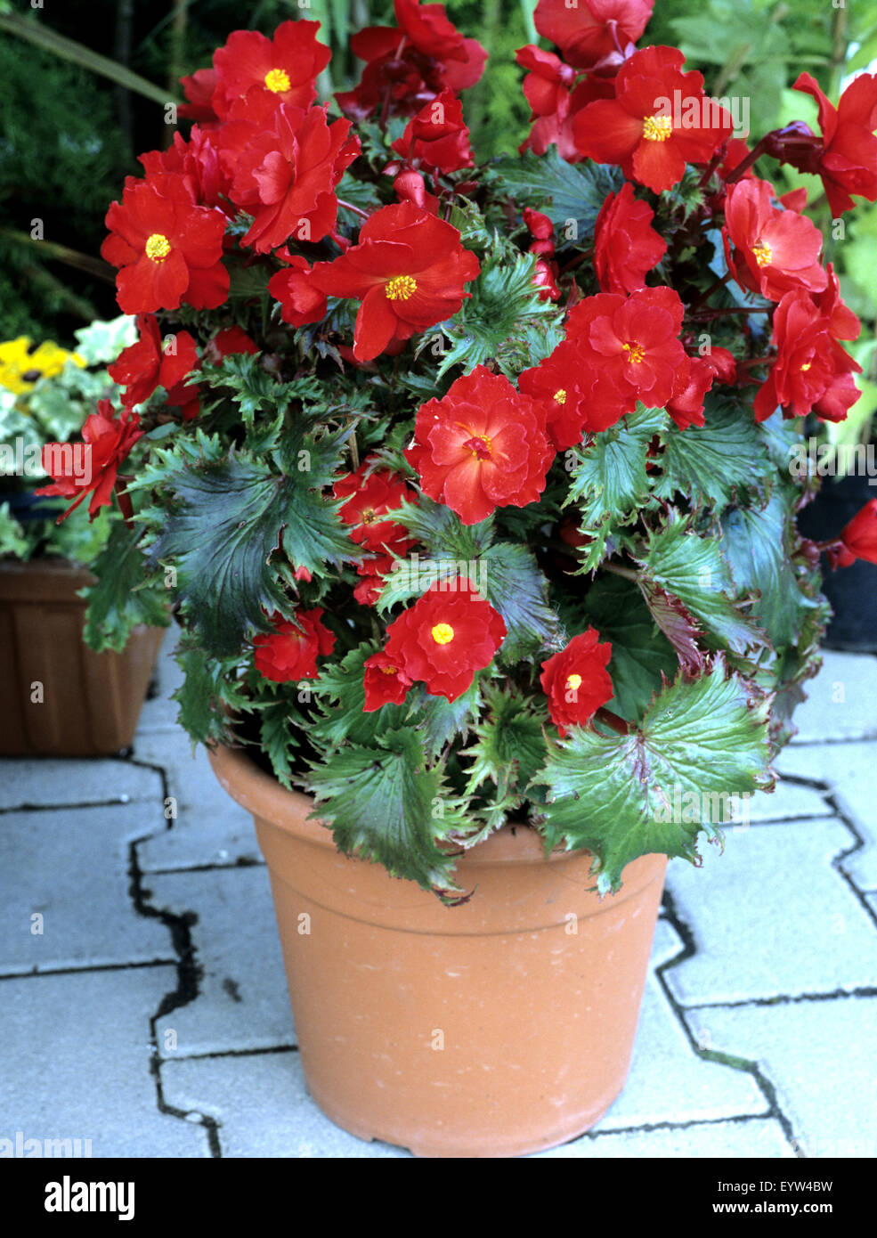 Knollenbegonie, Begonia, Balkonblumen Stock Photo