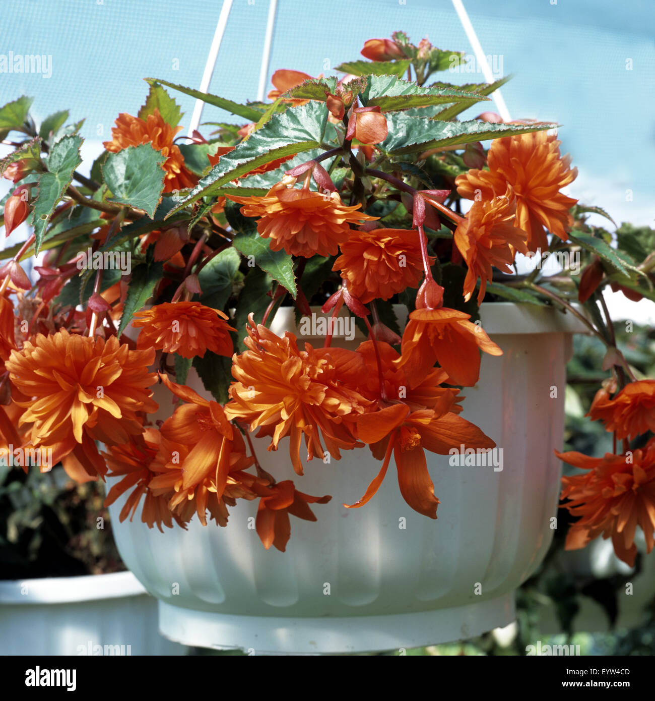 Knollenbegonie, Begonia, Balkonblumen Stock Photo