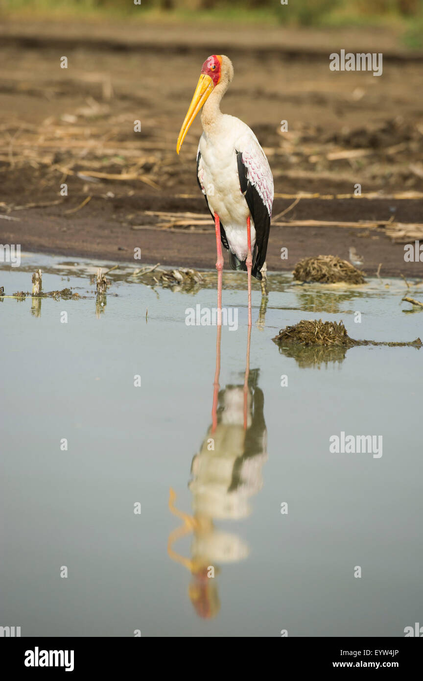 Yellow-billed stork (Mycteria ibis), Lake Chamo, Nechisar National Park, Ethiopia Stock Photo