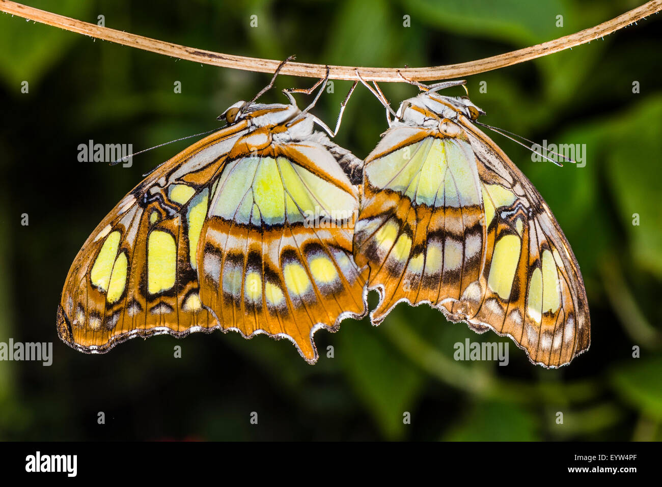 A pair of mating Malachite butterflies Stock Photo